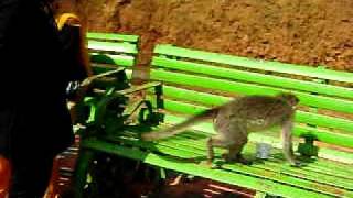 Monkey drinking tea