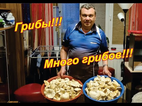 Видео: Белый степной гриб