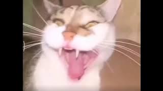 meme del gato con la risa distorsionada
