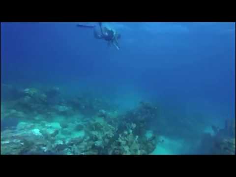 Video: Belize Barrier Reef är Inte Längre Hotad