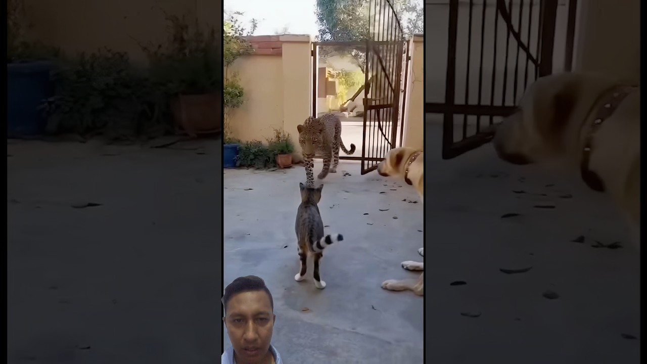 леопард вторгается в жилой район и становится добычей кошек