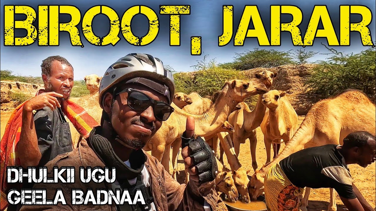 BIRQOT - DHULKII GEELA | BIRKOT - THE LAND OF CAMELS | Ep 37