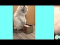 【シャイン「猫の日」動画公開】猫ちゃんが「いたずらBANK」で遊ぶ姿を集めました♡