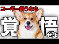 【解説】迎える前に1度見て!コーギーの魅力や注意点について教えます!