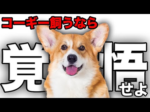 【解説】迎える前に1度見て！コーギーの魅力や注意点について教えます！