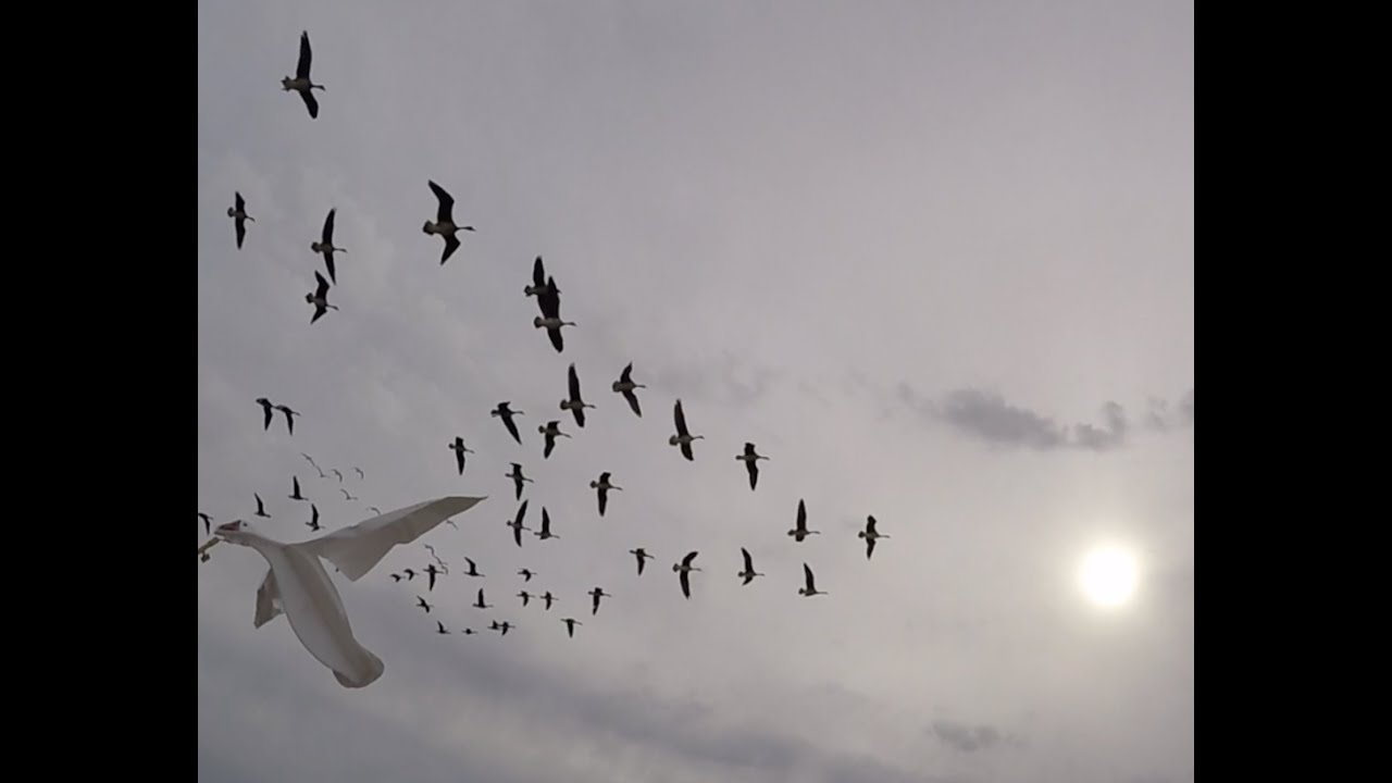 Les Français à la chasse aux oies blanches - Dakota US Mar 2016 - Frenchmen snow goose hunting