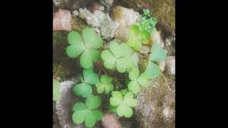 (Free) 313 Mafia + Trapboy3k Type Beat “4 Leaf”