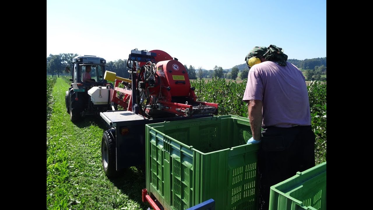 Aronia Ernte 2016 bei Aronia Swiss