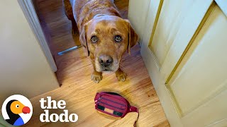 Failed Service Dog Loves To Help His Mom Out On His Own Terms | The Dodo