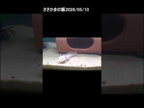ささかま　2026/05/10　 #ウーパールーパー