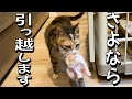 「ここじゃ子供を守れない…」危険を察知した母猫の驚くべき行動