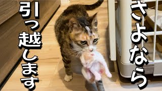 もうこの家はムリ…！引っ越しを決意したチビママ猫こつぶ