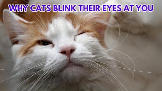 Why CATS Blink Their Eyes at You | Decoding Cat Communication by Cats Globe 908 views 3 weeks ago 2 minutes, 33 seconds