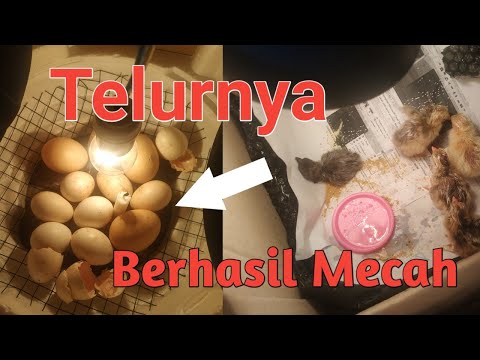 Video: Cara Beternak Ayam Di Inkubator