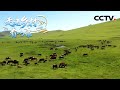 甘肃岷县：草原风光迷人，牛羊膘肥体壮 | CCTV「走进乡村看小康」20210912