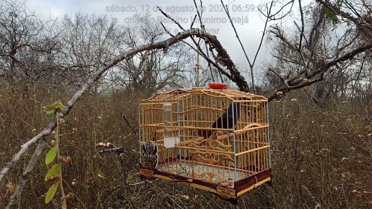 azulão RARU 12/08/2023 criatório Balbino