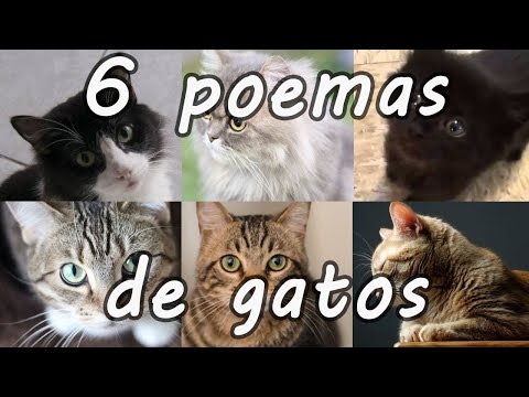Cinco Mejores Poemas para Gatos - Poemas Online