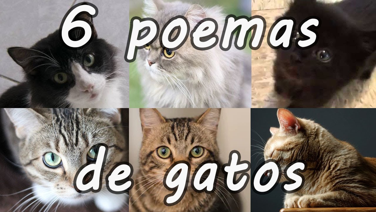 6 Poemas de gatos - YouTube