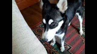 Husky Dog sings tenor