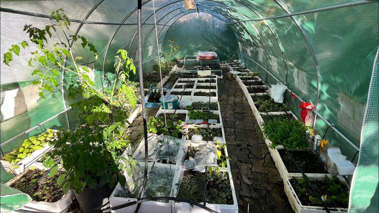 Seramıza hoşgeldiniz… AKVARYUM BİTKİSİ SERASI