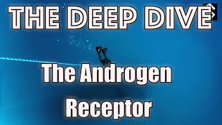 Deep Dive: The Androgen Receptor