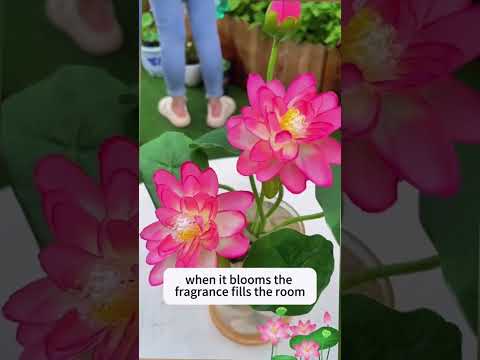 Суміш насіння лотоса бонсай BowlLotus, мікс кольорів, 50 штук, видео 1