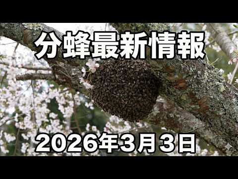 Bee swarming is imminent in southern Kyushu! Explanation of the