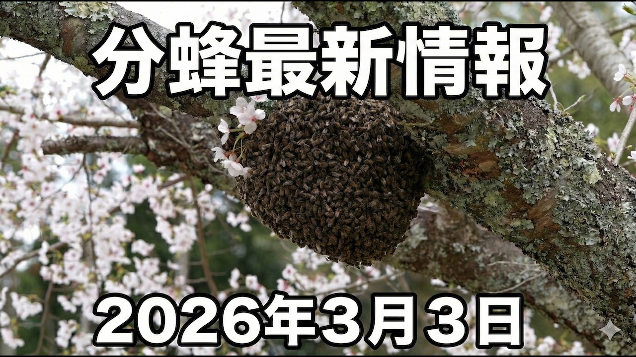 九州南部で分蜂目前！ニホンミツバチ分蜂状況解説！2026年3月3日 #分蜂マップ