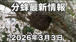 Bee swarming is imminent in southern Kyushu! Explanation of the