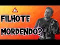 COMO FAZER FILHOTE PARAR DE MORDER (MÃOS E PÉS) | O Segredo do Adestrador para o Fim das Mordidas