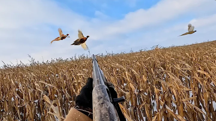 Pheasant Hunting With My Dog For The First Time!