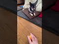 ワンちゃん日常#