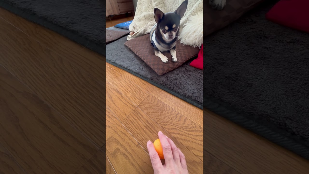 ワンちゃん日常#