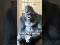 來自猩猩版木村拓哉清正的煩惱？！