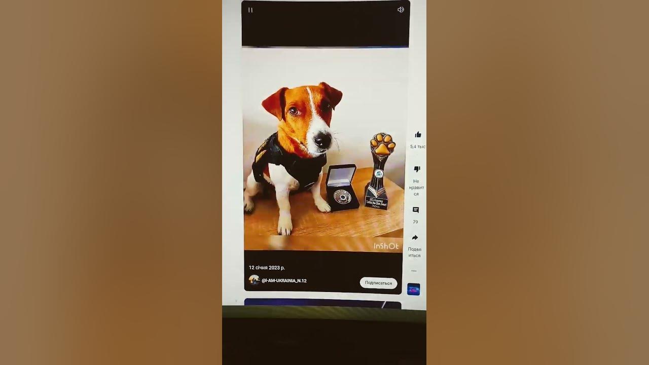 фотки пес патрон - YouTube