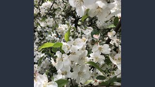 Download Lagu Cigar MP3