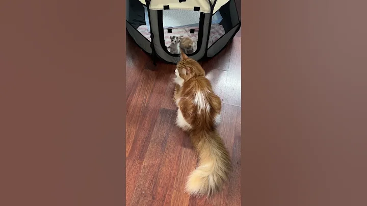 Video 10061121: persian cat mainecoon, mainecoon baby cats kittens, mainecoon cutecat, mainecoon big cat, tiny kitten