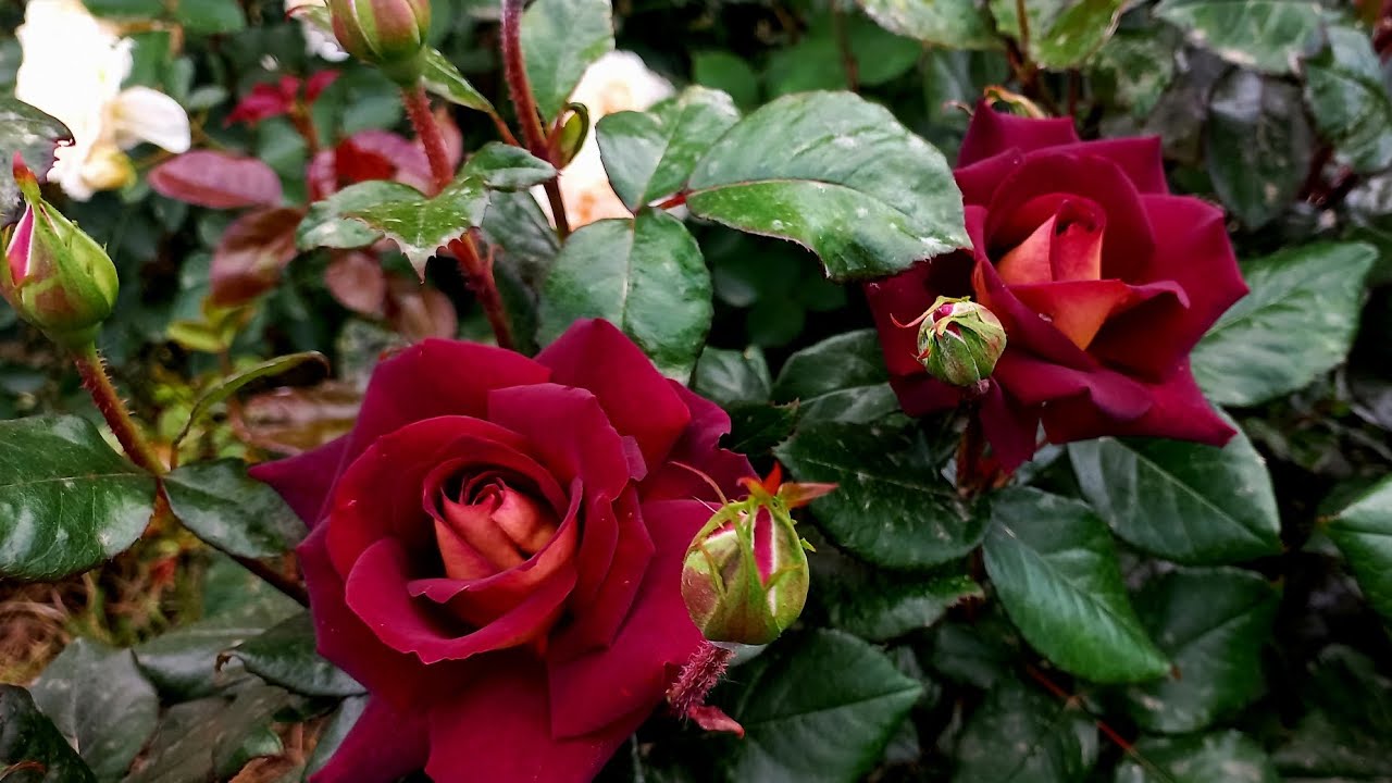 Первая волна цветения роз