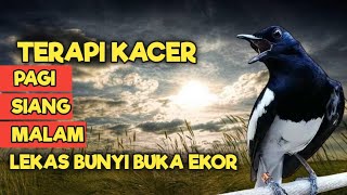 TERAPI KACER GACOR INI AMPUH ATASI KACER MACET BUNYI LANGSUNG NYAUT EMOSI BUKA EKOR