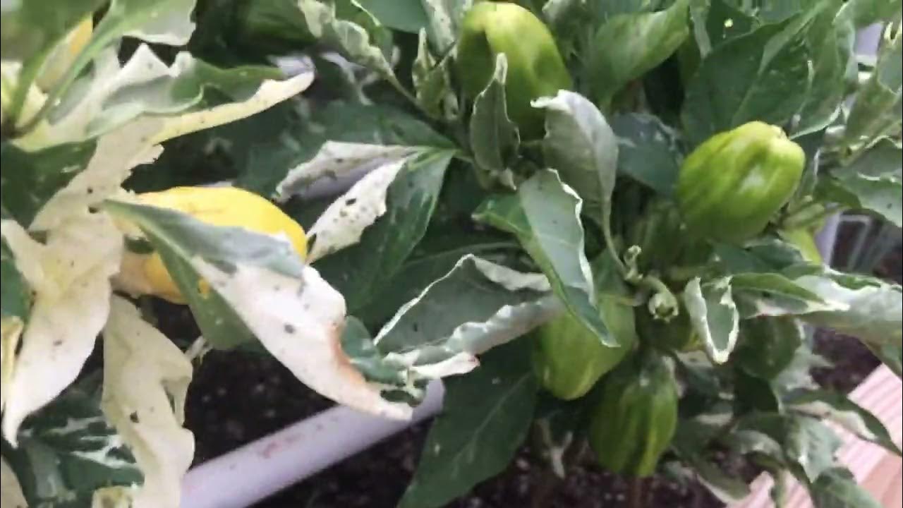 Growing Candy Cane/Chocolate Cherry sweet peppers in the desert! YouTube
