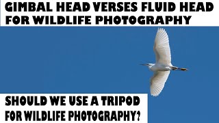 GIMBAL HEAD VERSES VIDEO FLUID HEAD-FOR WILDLIFE PHOTOGRAPHY