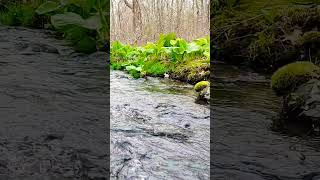 Stream water flow (Gentle stream sounds) Relaxing sounds for Sleep, Insomnia, Stress relief #shorts screenshot 5