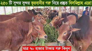 2024 কুরবানী ঈদে ব্রাহ্মণবাড়িয়ার বিসমিল্লাহ এগ্রো ২৫০ টি সুন্দর সুন্দর গরু নিয়ে প্রস্তুত Cow price