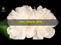Faagooni Xomeere Anay || Assamese Modern Song || ফাগুনী সমীৰে আনে || অসমীয়া আধুনিক গীত Mp3 Song