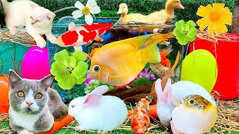 Tổng Hợp Thỏ Vlog Bắt Cá Vàng Trong Bể, Con Ếch, Con Chuột, Con Gà Con