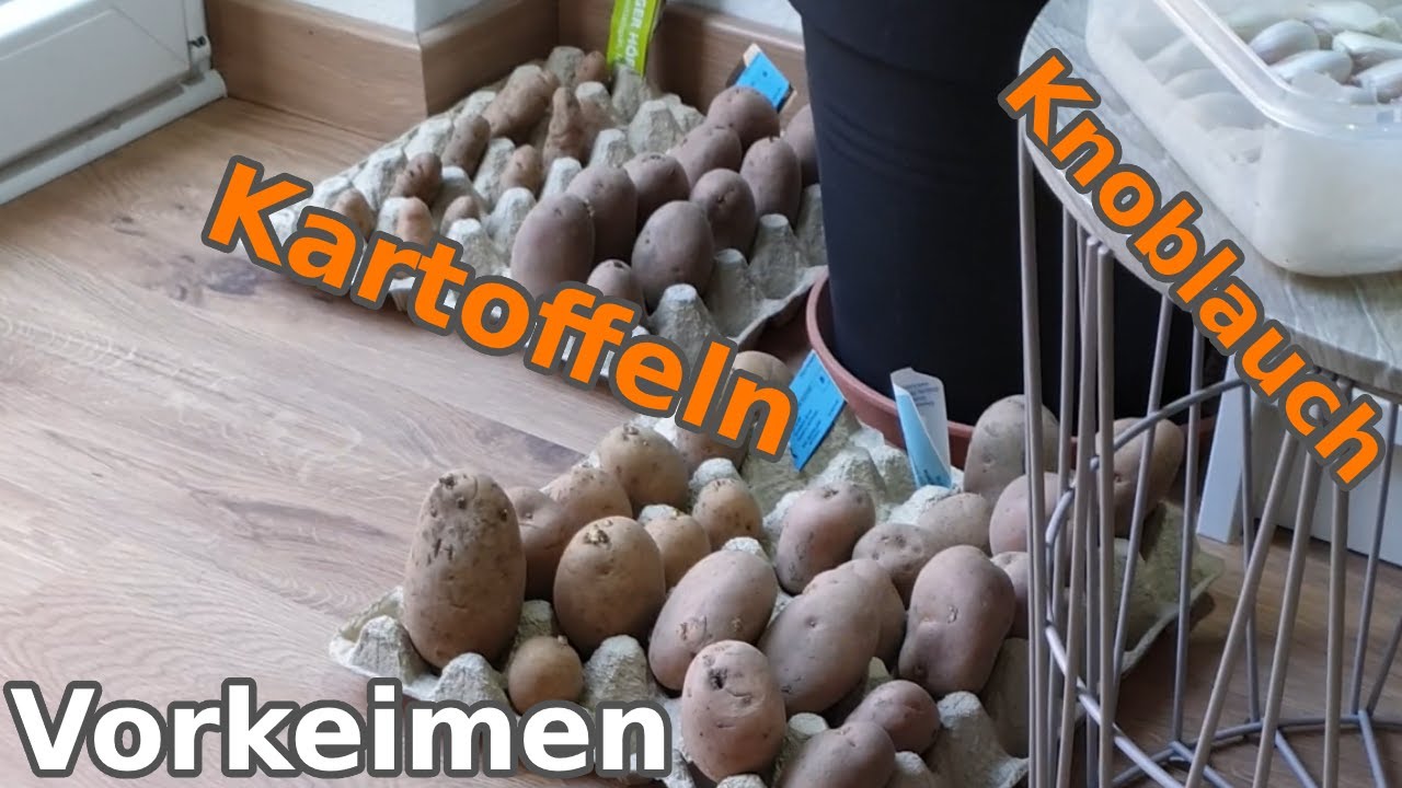 Kartoffeln anbauen im Garten ?? Vorkeimen von Kartoffeln & Knoblauch So ...