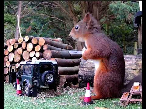 Scottish Wildlife Cam l Red Squirrels & Pine Martens l Loch Eck