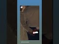جيبولي عمري