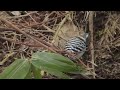 コゲラ　鳴き声