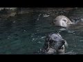 Seals and Sea Lions Movement Comparison